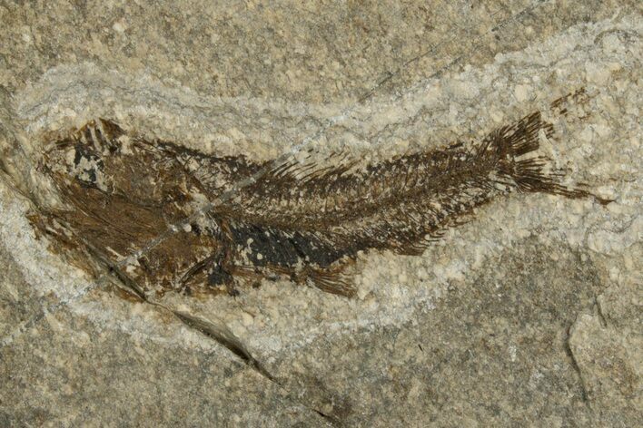 Oligocene Fossil Lanternfish (Eomyctophum) - Poland #320582